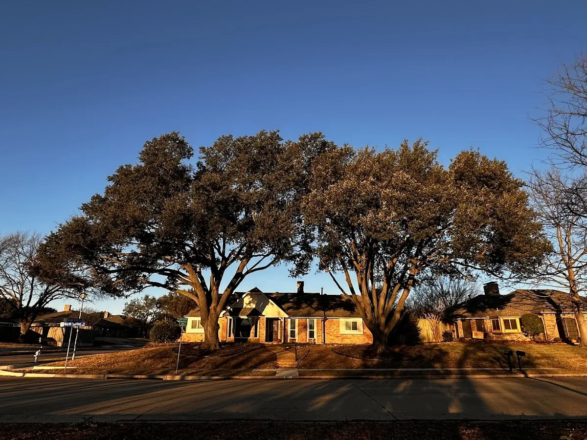 Established residential canopy tree shading a home in Grand Junction