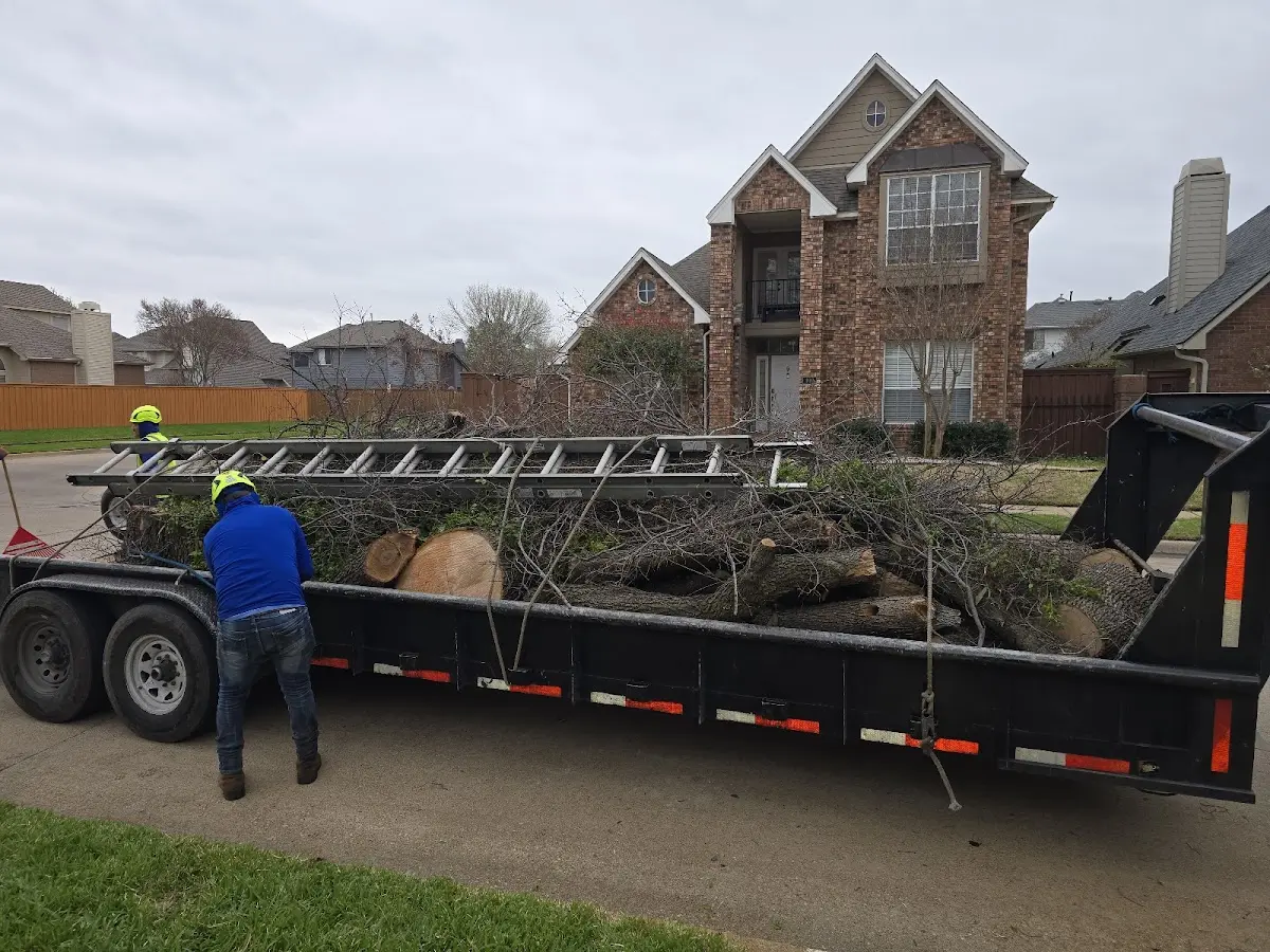 Expert Tree Pest Control with proper safety equipment in Grand Junction